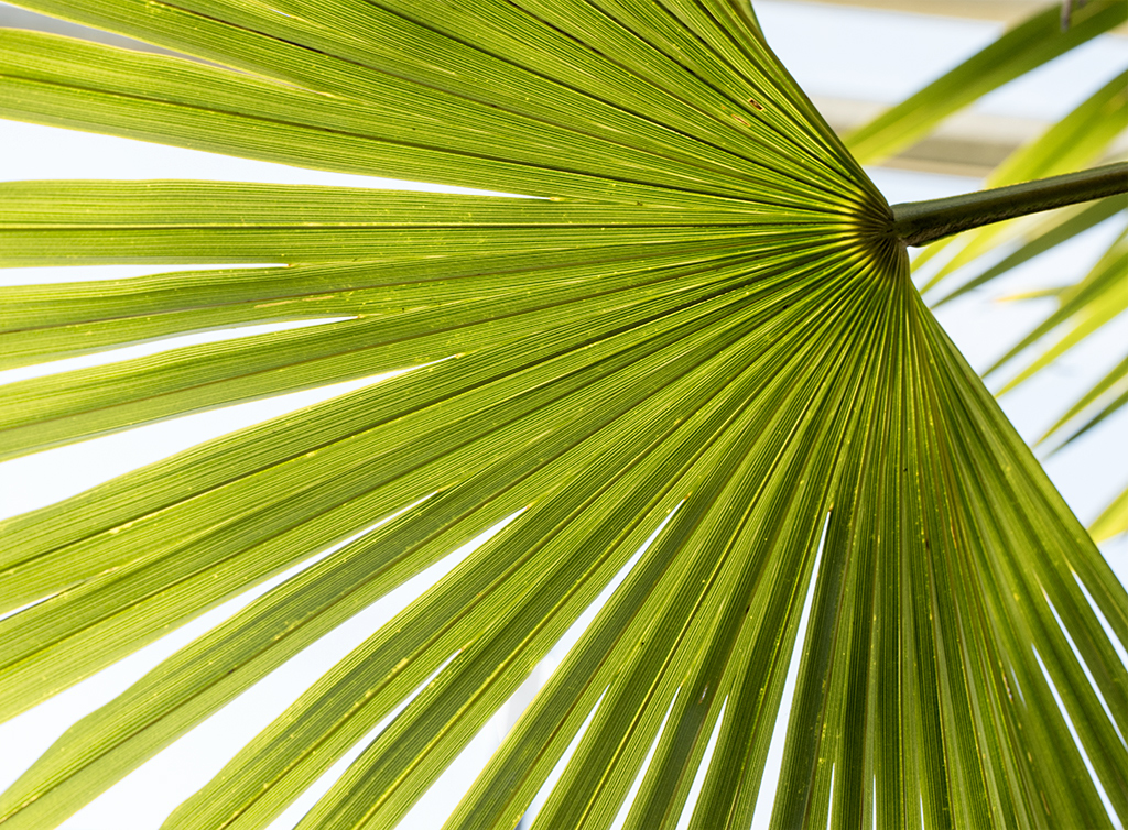 A! Botanischer Garten WTL20151102_0024 als Smartobjekt-1 Kopie.JPG